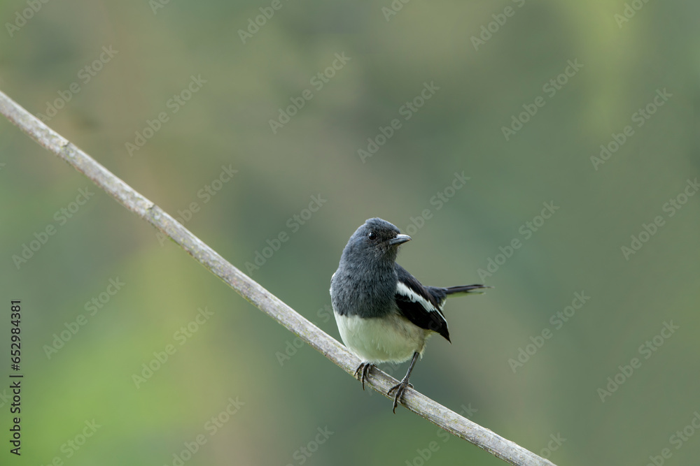 Obraz premium The Oriental magpie-robin is a small passerine bird formerly classified as a member of the thrush family Turdidae but now considered an Old World flycatcher.