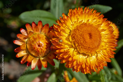 In the garden blooms helichrysum or immortelle (Latin Helichrysum) – a large genus of the Asteraceae family (Asteraceae). Autumn.