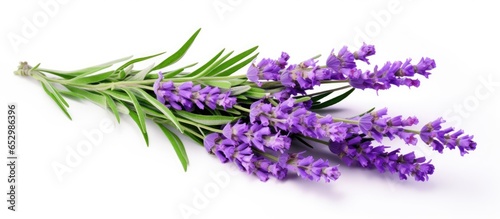 Isolated bouquet of lavender flowers and leaves for alternative medicine design