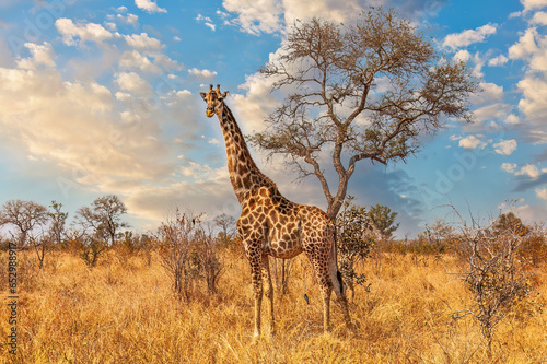 Giraffe in Krueger National Park © Picturellarious