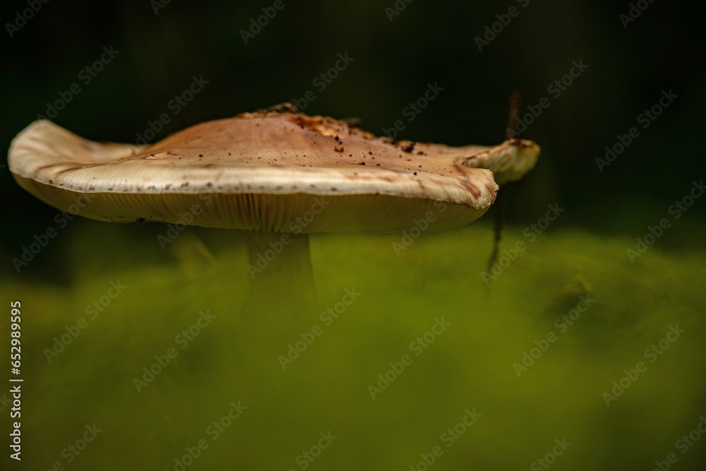 mushroom in the thuringian forest in autumn mushroom in the thuringian forest in autumn