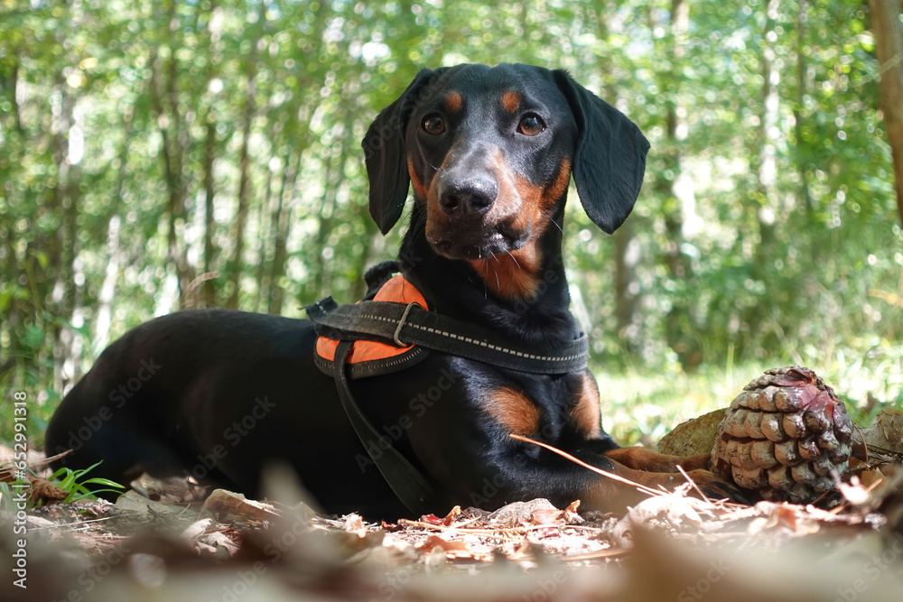 The Dachshund is a species of hunting dog.