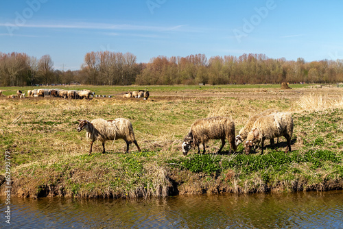 Sheep engage in tranquil grazing, painting a serene winter scene by the water's edge. © TTStock