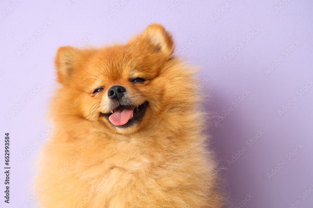 Cute Pomeranian dog on lilac background, closeup Cute Pomeranian dog on lilac background, closeup