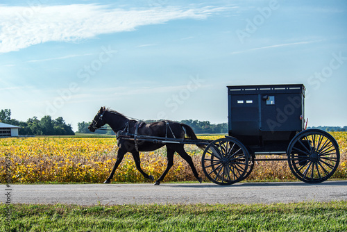 Amish horse and buggy with soybean field