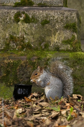 squirrel eating nut at cauldron