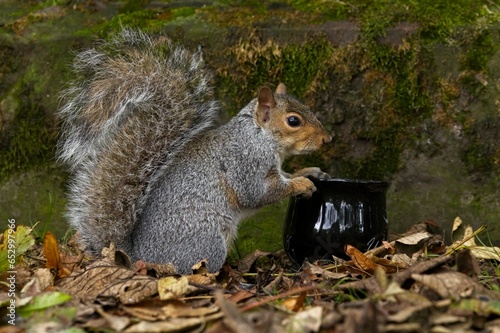 squirrel at Halloween cauldron