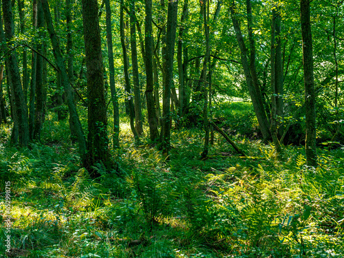 The interior of a forest with lots of greenery and moss on the branches and trees