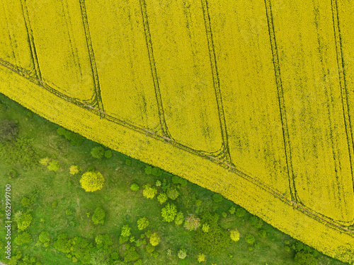 Rapeseed field