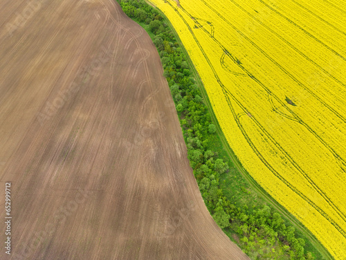Rapeseed field