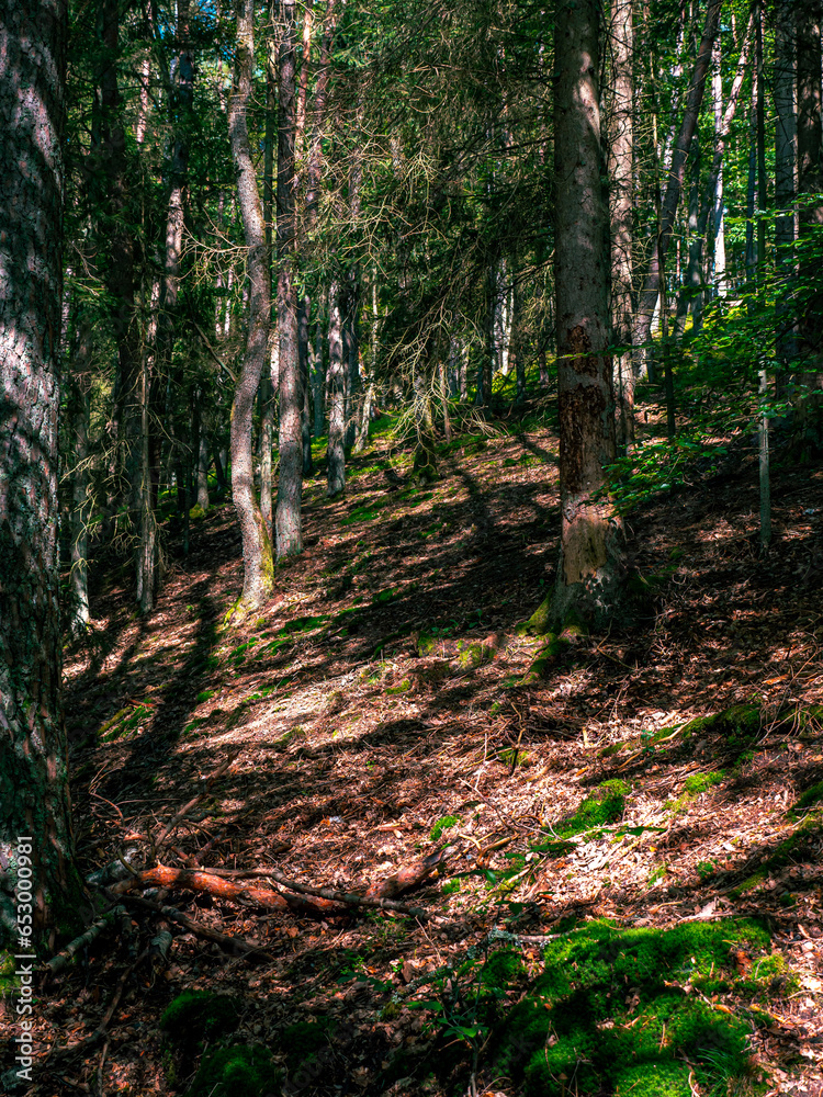 Obraz premium The inside of a forest with lots of greenery and moss on the branches and trees