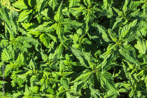 Closeup of serrated leaves of the stinging nettle plant as an organic green background