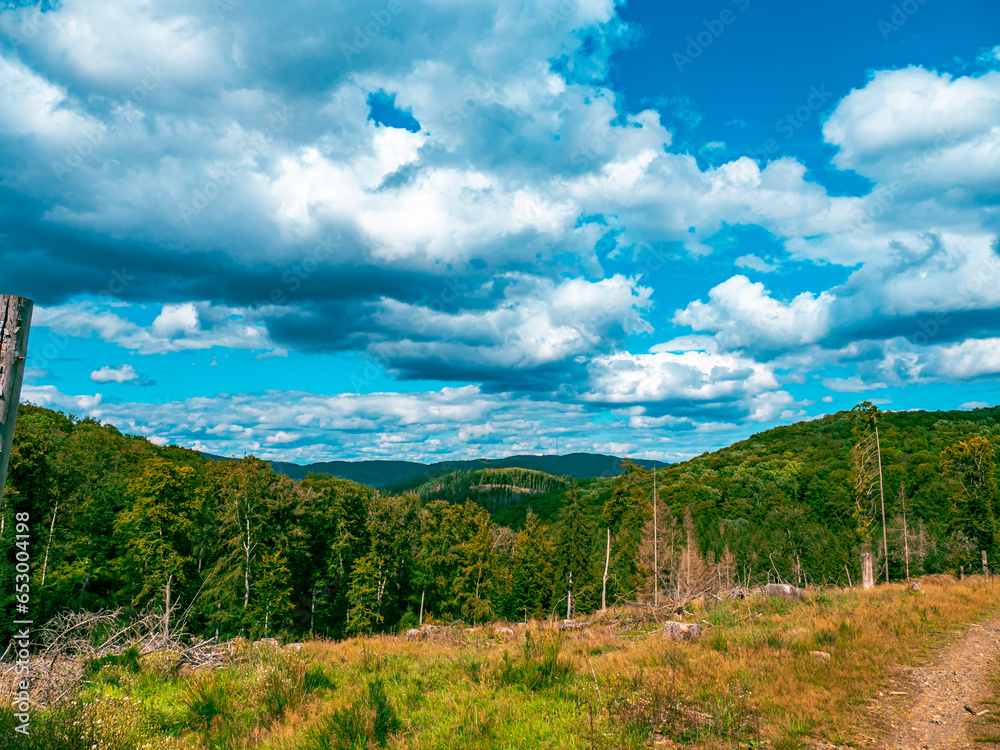 Naklejka premium Landscape shot of a German forest with cloudy sky