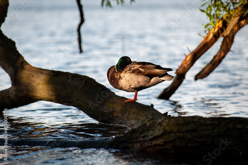 duck on a tree trunk in lake