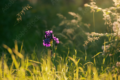 Single purple flower in grass illuminated by sunlight