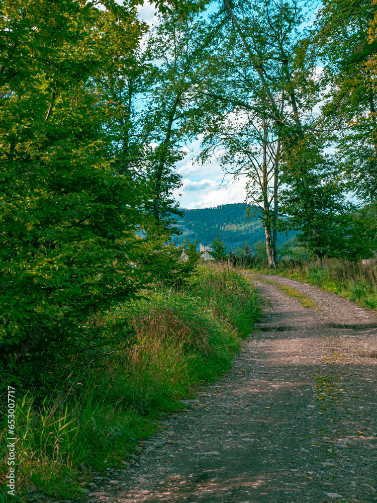 Fototapeta premium A path through a forest in nice weather