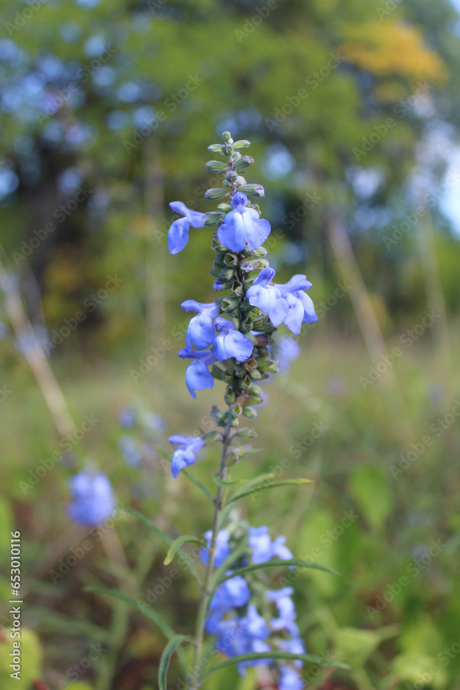 Wild blue sage florets with trees in the background in Morton Grove, Illinois Wild blue sage florets with trees in the background in Morton Grove, Illinois