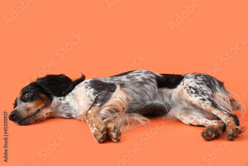 Obraz na płótnie Cute cocker spaniel lying on orange background