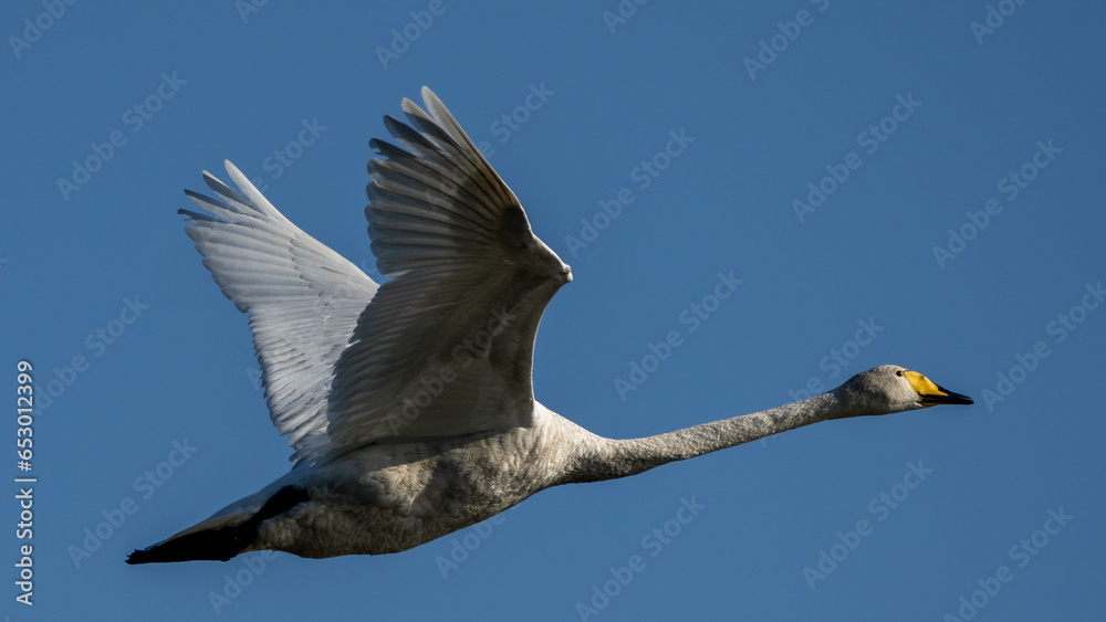 Obraz premium a whooper swan in flight