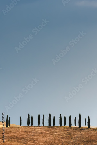 Minimalist scenery with a row of Tuscan cypress trees in the picturesque countryside landscape rural Tuscany  Italy.