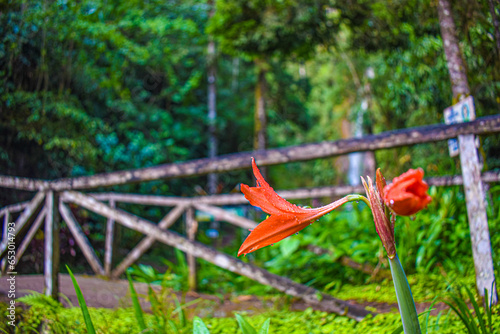 flower in the garden ,Tirol waterfall, San Ramon, Chanchamayo, Junin, Peru