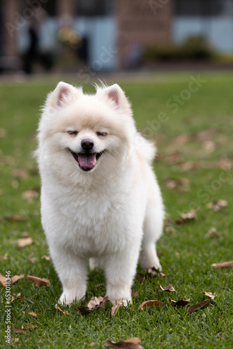 a funny Pomeranian laughing and joking in the park 