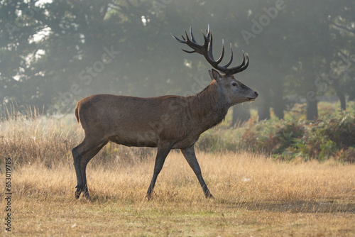 Red Deer Stag © Niranjan