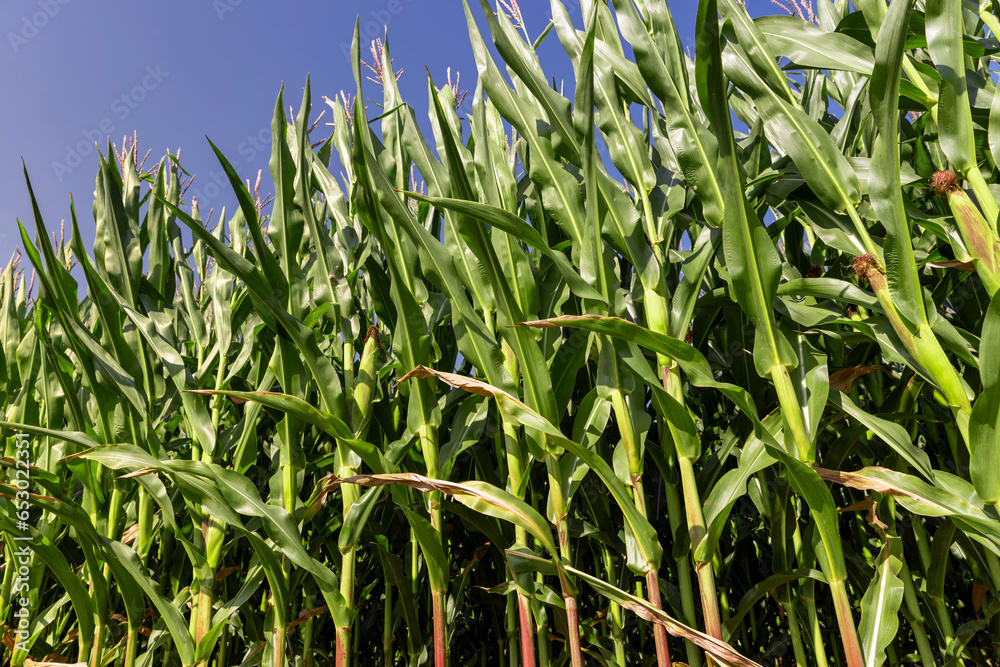 Fototapeta premium a field with a harvest of unripe green corn