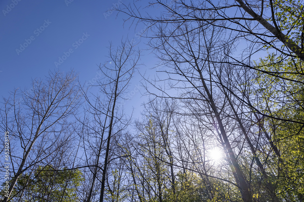 deciduous trees in the forest in the spring season deciduous trees in the forest in the spring season