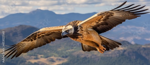 Bearded Vulture in flight over the Ethiopian mountains Africas wildlife