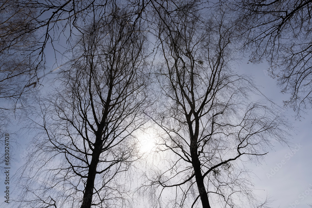 Bare trees in sunny spring weather, bare deciduous trees Bare trees in sunny spring weather, bare deciduous trees