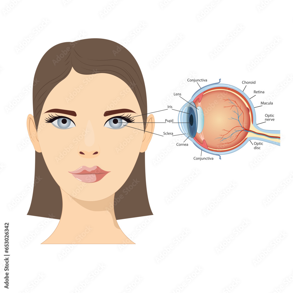 Anatomical diagram of the human eye. Cross section of a sense organ with all components such as