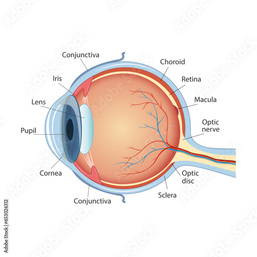 Anatomical diagram of the human eye. Cross section of a sense organ with all the important components such as the lens, pupil, eye chamber, retina, optic nerve, and iris skin