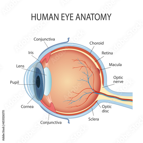 Anatomical diagram of the human eye. Cross section of a sense organ with all the important components such as the lens, pupil, eye chamber, retina, optic nerve, and iris skin
