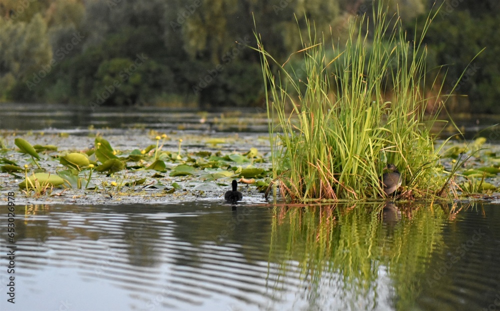 ducks on the lake ducks on the lake
