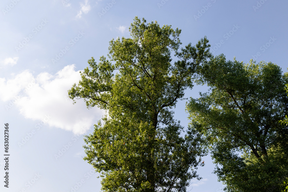 beautiful foliage of trees in a mixed forest with green foliage beautiful foliage of trees in a mixed forest with green foliage