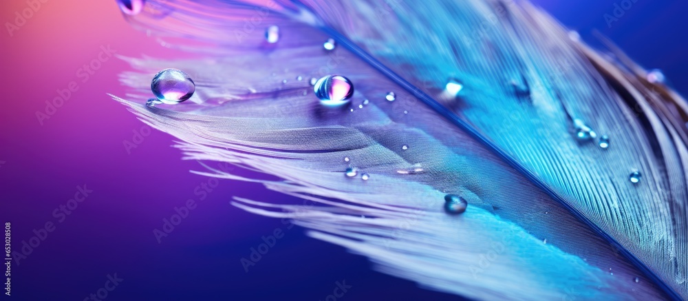 Fototapeta premium Macro image of raindrops on a feather with vibrant colors against a blue and violet background
