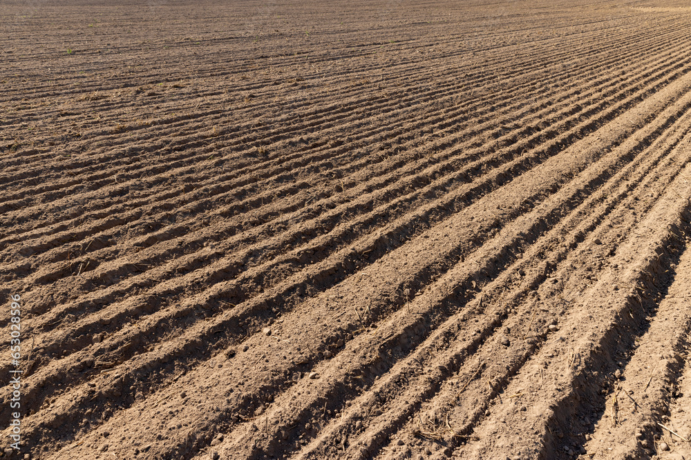 plowed soil in a field during preparation for sowing plowed soil in a field during preparation for sowing