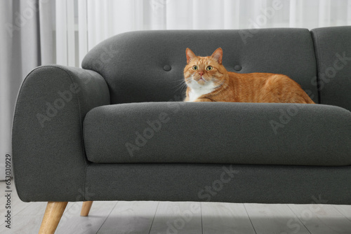 Cute ginger cat lying on sofa at home