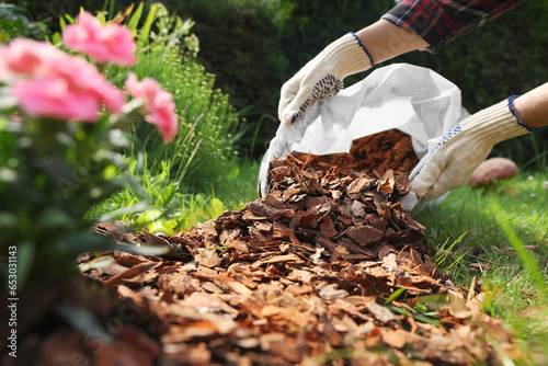 Woman mulching soil with bark chips in garden, closeup photo