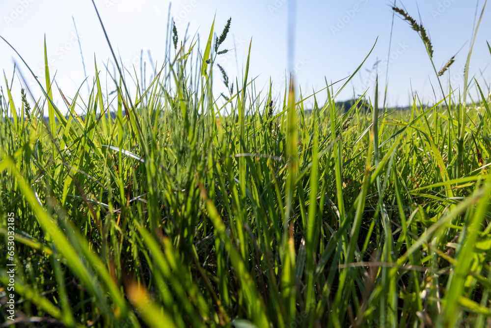 Fototapeta premium field with grass for harvesting fodder for cows