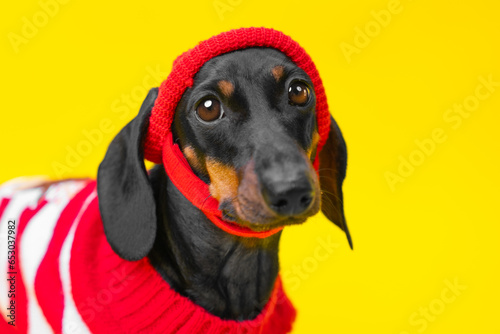 Portrait of unhappy sad dog dachshund puppy in a red sweater, warm hat, autumn blues, cold, weakness . Fall cold snap, kids fashion collection. Pet dressed in knitted clothes is waiting for walk