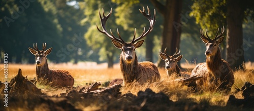 Resting red deer Cervus elaphus in Europe known as stags in natures shade photo