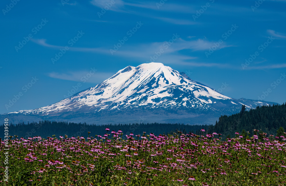 Mt. Adams with beautiful pink flowers in the foreground.
