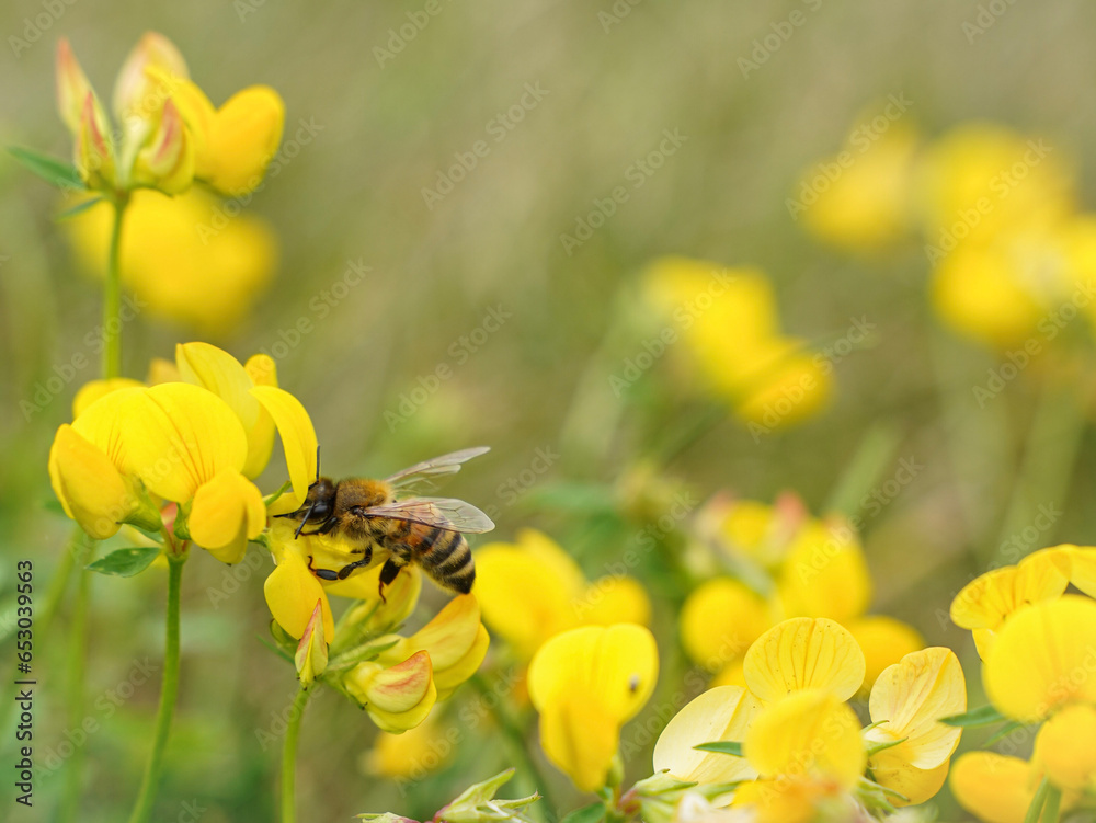 bee on yellow flower insect nature bee on yellow flower insect nature