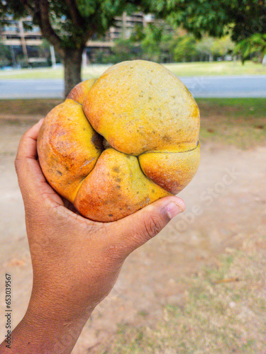 fruit known as elephant apple in a square in Rio de Janeiro. photo