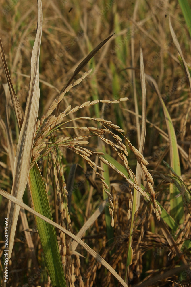 rice ready to harvest rice ready to harvest