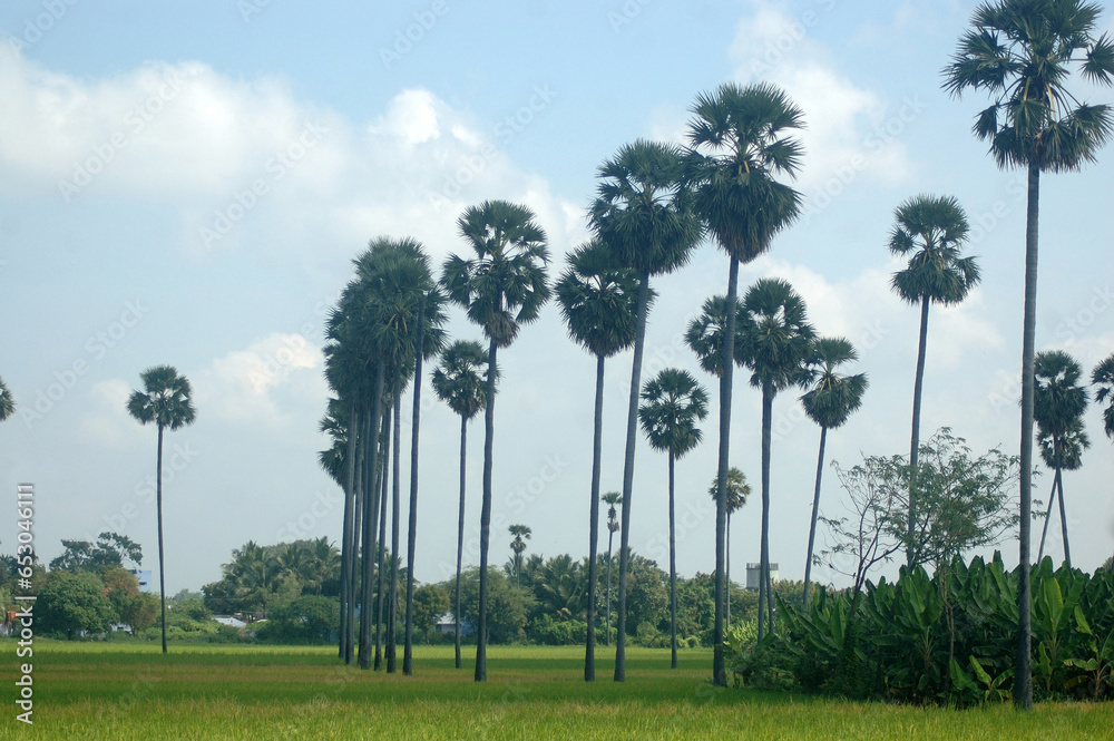 Palmyra trees