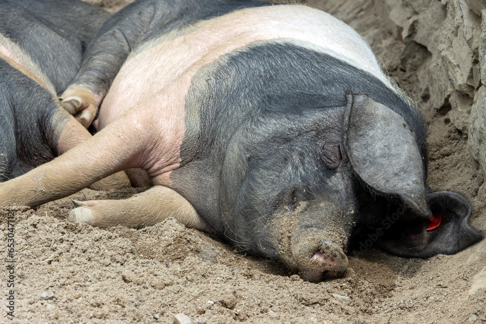 A pig sleeps in an outdoor enclosure A pig sleeps in an outdoor enclosure