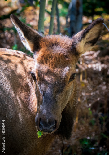 Elk Looking Straight Ahead In Woods © Walter
